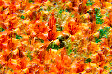 orange and yellow flowers