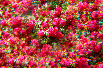 pink flowers in the garden