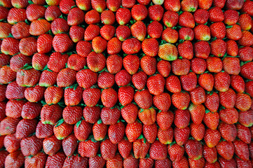 November to February is the strawberry harvest season in Thailand. Tourists and the general public...