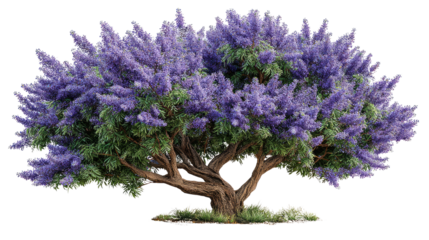 Jacaranda Tree: A vibrant jacaranda tree in full bloom, with its stunning violet blossoms, stands proudly in the heart of a sunny landscape, offering a captivating display of nature's beauty.