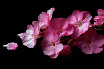 a close up of a pink flower on a black background