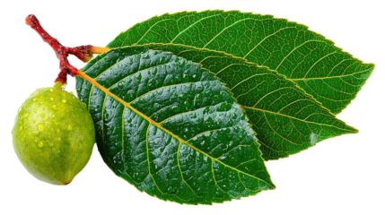 Lime on the Vine: A vibrant display of nature, featuring a single, juicy lime and three lush green leaves attached to a slender branch. captured the beauty of nature in vivid detail.