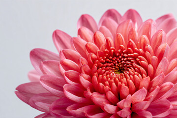a pink flower with a white background