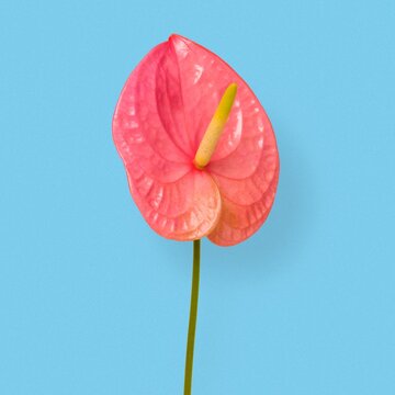 Pink laceleaf flower, aesthetic botanical image