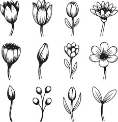 Mystical Dagger Doodle Set with Vines Herbs and Leaves in Hand-Drawn Style