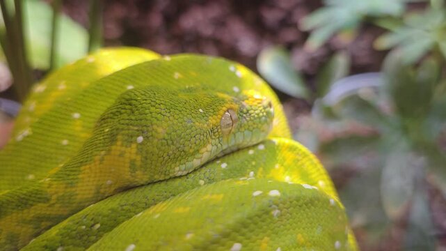 A macro detail shot of a resting green tree python's head on its coiled body, showcasing the intricate texture of its green, yellow, and white spotted scales.