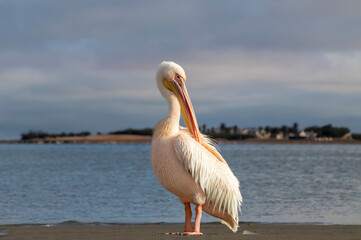 Real photo of a lone Great White Pelican floating on a calm blue lagoon under clear skies. Peaceful...