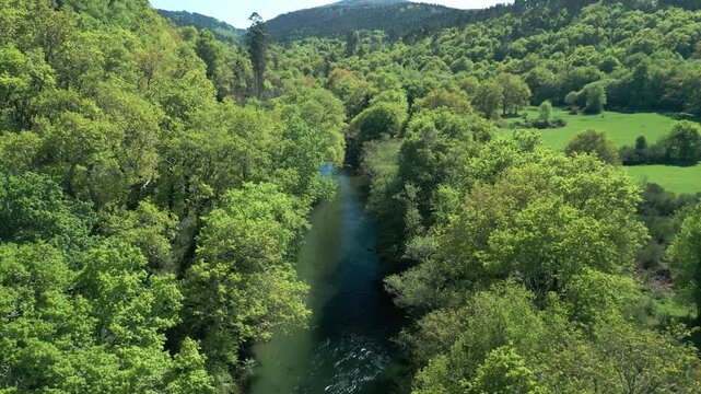 Dense Nature Along River Lerez Near Pedre Serrapio, Cerdedo-cotobade, Spain. Aerial Drone Shot