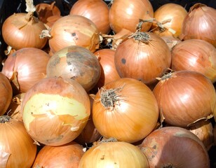 Lots of onions 沢山のたまねぎ 3
