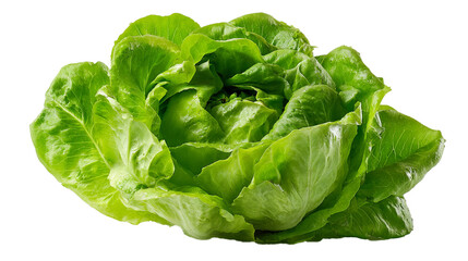 Fototapeta premium green lettuce isolated on white background