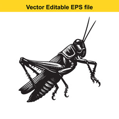 Detailed Monochrome Illustration of a Grasshopper Vector Design A Classic Insect Depiction for Scientific and Decorative Purposes
