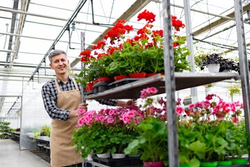 A greenhouse worker smiles while tending to vibrant red and pink geraniums on a shelf. Caucasian...