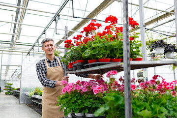 A smiling gardener in an apron surrounded by colorful geraniums in a greenhouse. Caucasian man...
