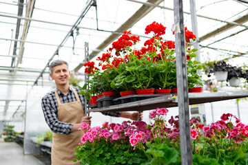 A smiling gardener in a greenhouse surrounded by colorful potted geraniums, showcasing thriving...