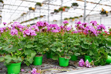 A vibrant display of pink geraniums blooming in a greenhouse, with green pots and a bright, airy atmosphere.