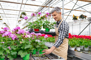 A gardener tending to vibrant potted flowers in a sunny greenhouse. He is wearing an apron and...