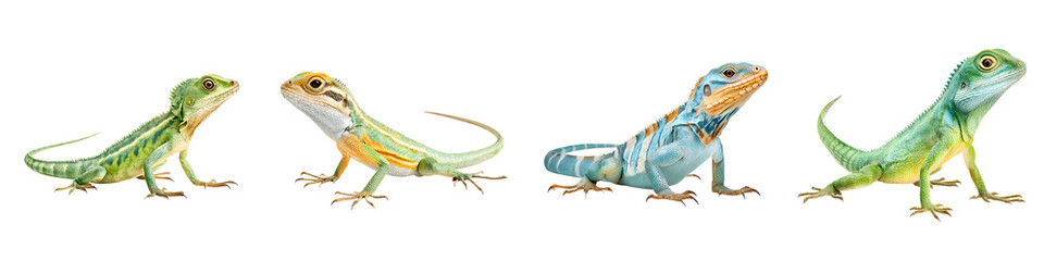 Fototapeta premium Colorful Lizard Lineup: Four Different Reptiles on White