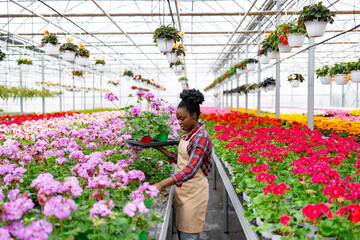An African-American woman tends to flowers inside a vibrant, colorful greenhouse. Rows of blooms...