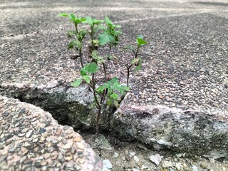 Weeds that sprout on concrete floors and grow in cracks in cement, it's a miracle that plant life can thrive even in dry conditions without the humus nutrients found in farmland.