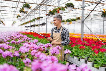 A smiling gardener watering flowers in a greenhouse. Rows of colorful blooms and hanging baskets...
