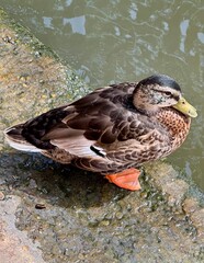 Fototapeta premium duck on the water
