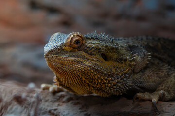 Close up of a Bearded Dragon