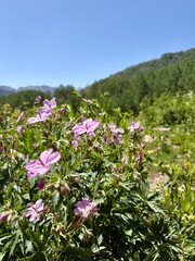 pink wildflowers in utah mountains