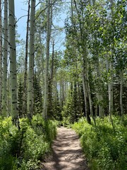 hiking path through aspen trees