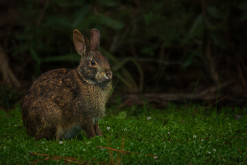 A wild brown rabbit (Eastern cottontail) is seen feeding on lush green grass in a natural forest setting.