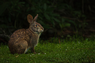 A wild brown rabbit (Eastern cottontail) is seen feeding on lush green grass in a natural forest...