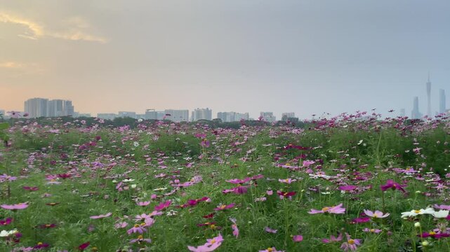 guangzhou skyline at sunset