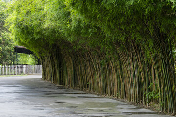Lush bamboo grove forming natural archway over paved path, creating serene and tranquil atmosphere