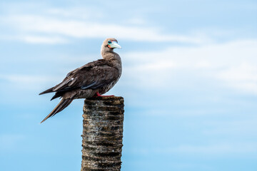 The red-footed booby is a striking seabird found primarily in tropical. This bird was found in Ao Tua K, a bay in the northern part of the Gulf of Thailand.