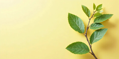Green houseplants on yellow background. Botanical. Nature. Healing. Decoration.