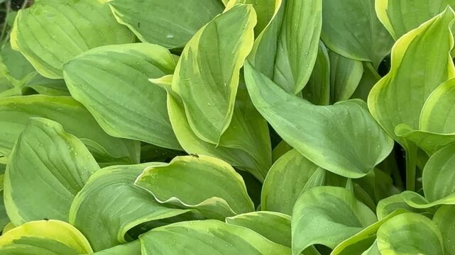Video of a beautiful garden perennial plant hosta (lat. Hosta) with large two-color leaves. Watering plants on a hot summer day. Floriculture as a hobby