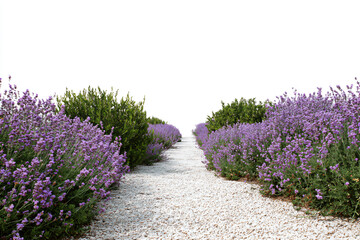 Obraz premium a pathway between lavender bushes and gravel