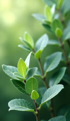 Obraz premium Green houseplants on green background. Botanical. Nature. Healing. Decoration.