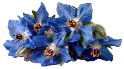 Borage Flower Blooms: Capturing the intricate beauty of fresh borage blossoms, this image highlights their vibrant blue petals and delicate details, symbolizing natural beauty.