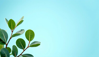 Obraz premium Green houseplants on light blue background. Botanical. Nature. Healing. Decoration.