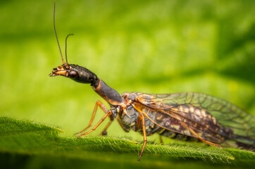 Macrophotography of a Snakefly (Raphidioptera) on a green leaf in nature.
