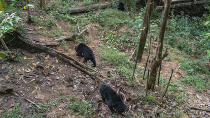 Two biruangs are feeding in the Bornean Sun Bear Conservation Centre. Endemic bears Helarctos malayanus eat fruits laid out on the ground at the roots of trees. Top view. Malaysia. Borneo. Sandakan. 