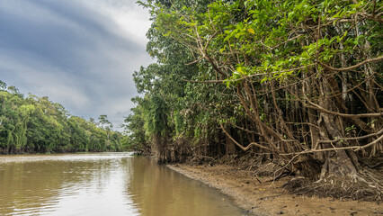 A calm river in a tropical rain forest. There are impenetrable thickets of jungle trees on the clay shores. Exposed roots, intertwined branches. Reflection on the water. Clouds in the sky. Malaysia. 