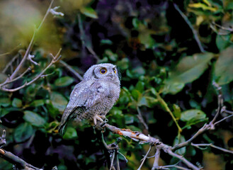 Western Screech Owl