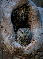 Western Screech Owl