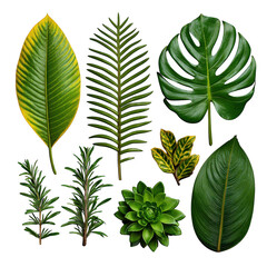 Tropical leaves collection isolated on transparent background