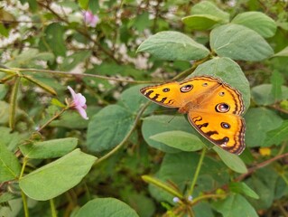 Common buckeye butterfly (Junonia coenia) on leaf in outdoor garden	