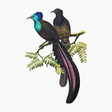 Astrarchia Stephanie, Finsch. from Monograph of the Paradiseidae, vintage bird illustration vector.