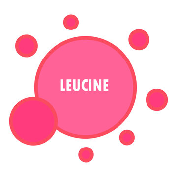 leucine amino acid