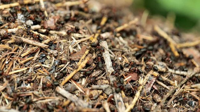 Anthill. Ants moving in an anthill close-up.Insects in the wild in their natural habitat.Everyday life of ants. 4k footage