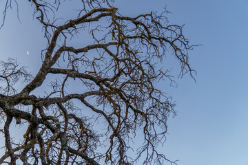 Intricate network of bare branches against a twilight sky with a visible crescent moon evokes a sense of tranquility and the passage of time